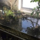高級メダカとヒメダカ