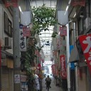 不思議なゴムの木
