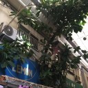 不思議なゴムの木