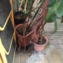 不思議なゴムの木