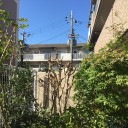 「祝賀御列の儀」