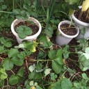 苺の苗の植え替え
