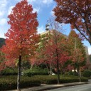 紅葉