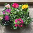 夏から冬の花に衣替え