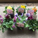 夏から冬の花に衣替え