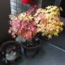 来年のカレンダー