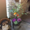 葉牡丹の寄せ植え
