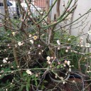 アロエの花