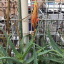 アロエの花