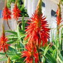 アロエの花