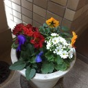 植木鉢の花