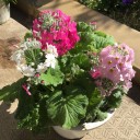 植木鉢の花