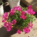 植木鉢の花