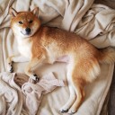 今日は