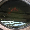 金魚の水替え