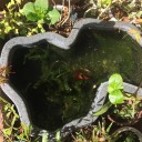 金魚の水替え