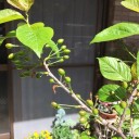 不要不急の外出自粛