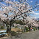 桜が満開