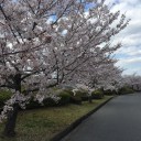 桜が満開