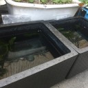 高級メダカ
