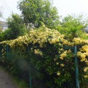 モッコウバラ　満開！