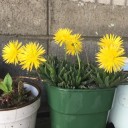高級メダカが７種類になりました、