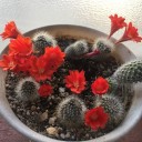高級メダカが７種類になりました、