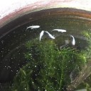 今日は会社のメダカ、金魚、熱帯魚の世話