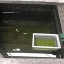今日は会社のメダカ、金魚、熱帯魚の世話