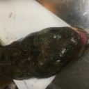 マゴチ