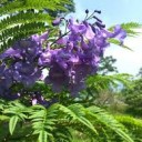 ジャカランダ　日本で言えば桜かな　火曜日