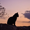 黒猫★深夜の本音ラジオ