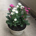 秋分の日
