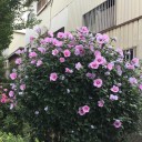 早朝のウォーキング