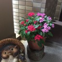 インパチェンスが綺麗に咲く