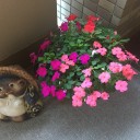 インパチェンスが綺麗に咲く