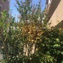 百日紅の枝をカット