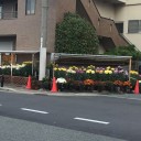 菊が満開