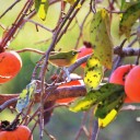 １１月の花と野鳥の写真