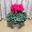 お花の値段
