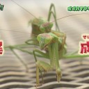 NHK「明けまセッ●ス！」　………えぇ～…………(; ＾ω＾)