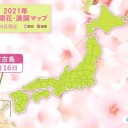 桜開花　宮古島