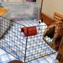 うさぎラン（笑）