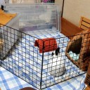 うさぎラン（笑）