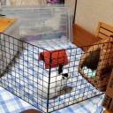 うさぎラン（笑）