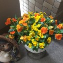 春の花が満開