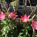 春の花が満開