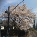 ご近所で　お花見！