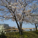ご近所で　お花見！