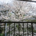 花見